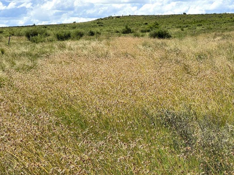 0 Bedroom Property for Sale in Lindley Free State
